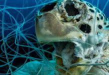 Fotografía de tortuga muerta en un sedal de pesca gana premio Ocean Art
